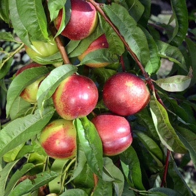 Kreibich Nectarine-Fruit Trees-North Woods-1 Gallon Pot-