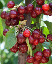 Kristin Cherry - Raintree Nursery