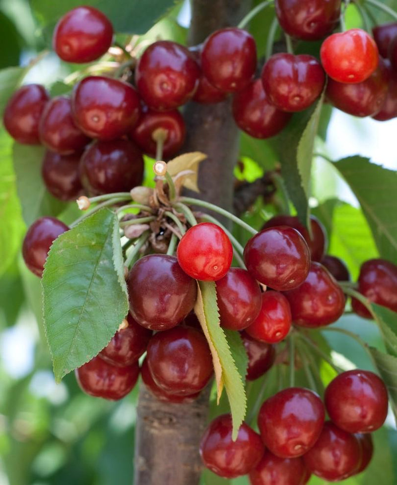 Kristin Cherry - Raintree Nursery