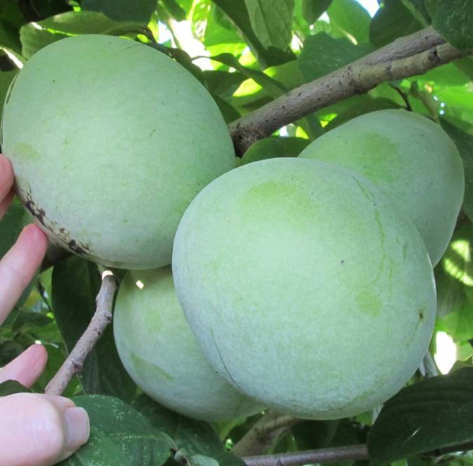 Pawpaw Trees for Sale - Unique Fruit | Raintree Nursery