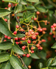 Sechuan Pepper - Raintree Nursery