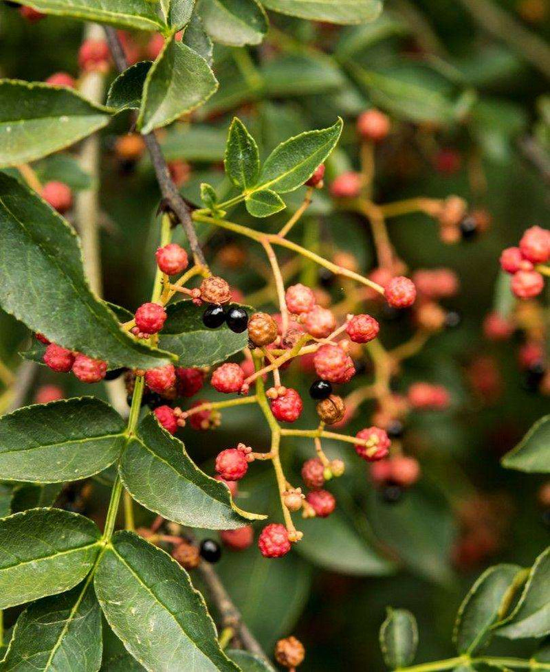 Sechuan Pepper - Raintree Nursery