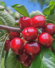 Lapins Cherry - Raintree Nursery