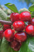 Lapins Cherry - Raintree Nursery