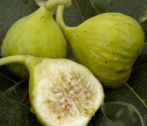 Lattarula Fig - Raintree Nursery