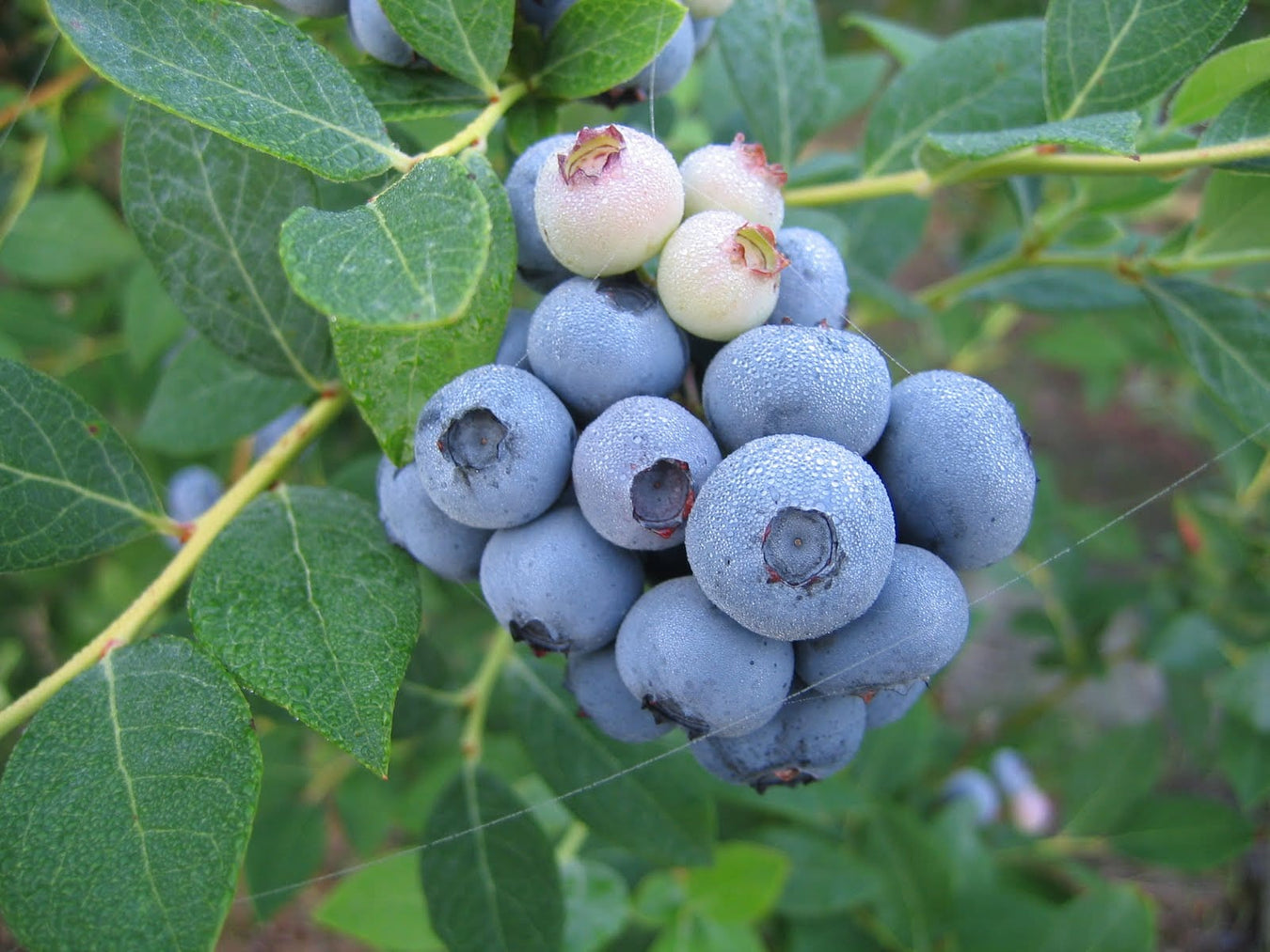 Legacy Blueberry-Berries-Alpha-1 Gallon Pot-