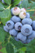 Legacy Blueberry-Berries-Alpha-1 Gallon Pot-