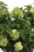 Limelight® Hydrangea-Ornamentals-Biringer-12-18" Plant-