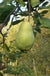 Limon Quince - Raintree Nursery
