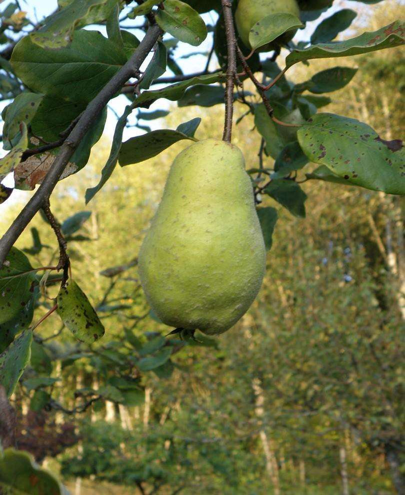 Buy Quince Trees
