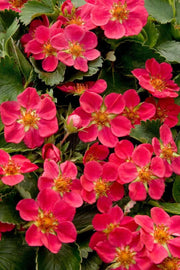 Lipstick Strawberry - Raintree Nursery