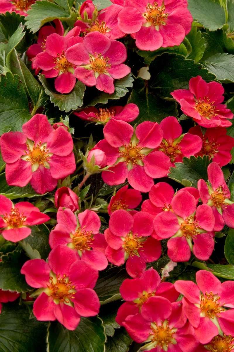 Lipstick Strawberry - Raintree Nursery