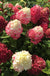 Little Lime Punch® Hydrangea-Ornamentals-Biringer-12-18" Plant-