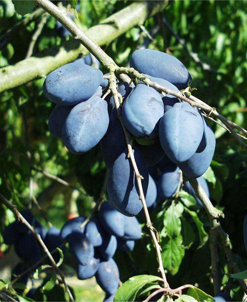 Long John European Plum - Raintree Nursery