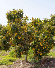 Loquat Seedling - Raintree Nursery