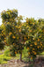 Loquat Seedling - Raintree Nursery