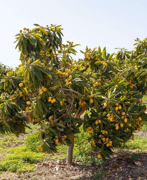Buy Subtropical & Citrus Trees — Raintree Nursery