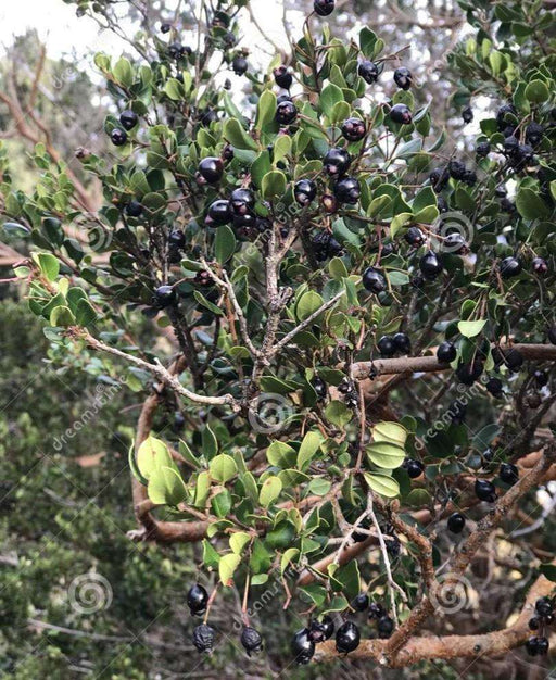 Luma (Chilean Myrtle Berry) - Raintree Nursery