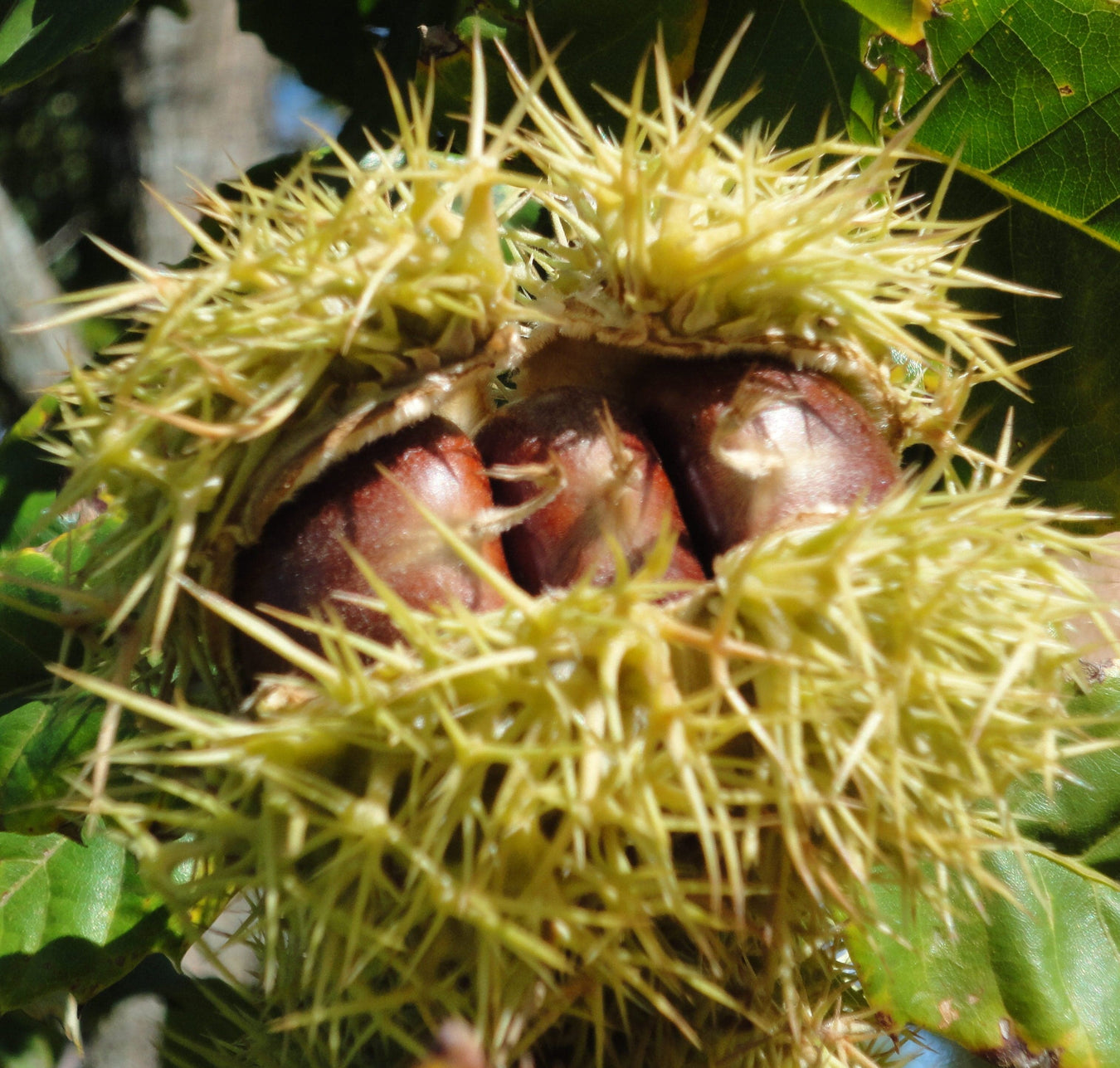 Grafted Chestnuts