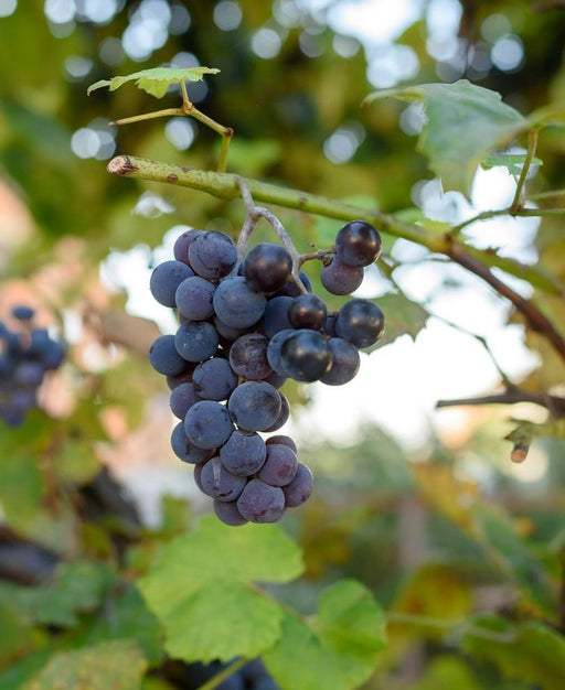 Lynden Blue Grape - Raintree Nursery