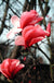 Galaxy Magnolia-Ornamentals-Biringer-2'-3' Tree-