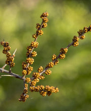 Male Seaberry - Raintree Nursery