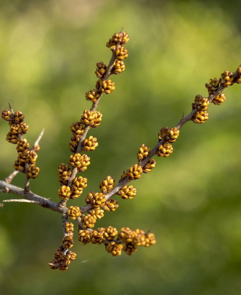 Male Seaberry - Raintree Nursery