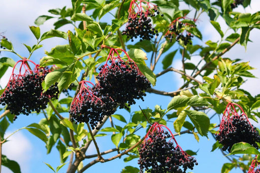 Marge Elderberry-Berries-Raintree Prop-2 Quart Pot-