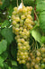 Marquis Seedless Grape - Raintree Nursery