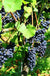 Mars Seedless Grape - Raintree Nursery