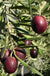 Maurino Olive - Raintree Nursery