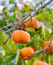 Meader Persimmon - Raintree Nursery