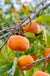 Meader Persimmon - Raintree Nursery