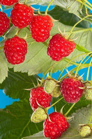 Meeker Raspberry - Raintree Nursery