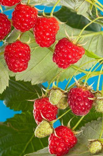 Meeker Raspberry - Raintree Nursery