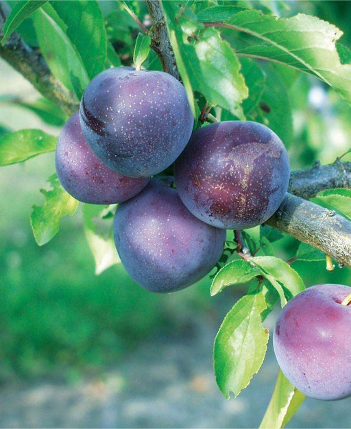 Burgundy Plum Tree  Fruit trees for sale, Fruit, Plum fruit