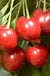 Minnie Royal Cherry - Raintree Nursery
