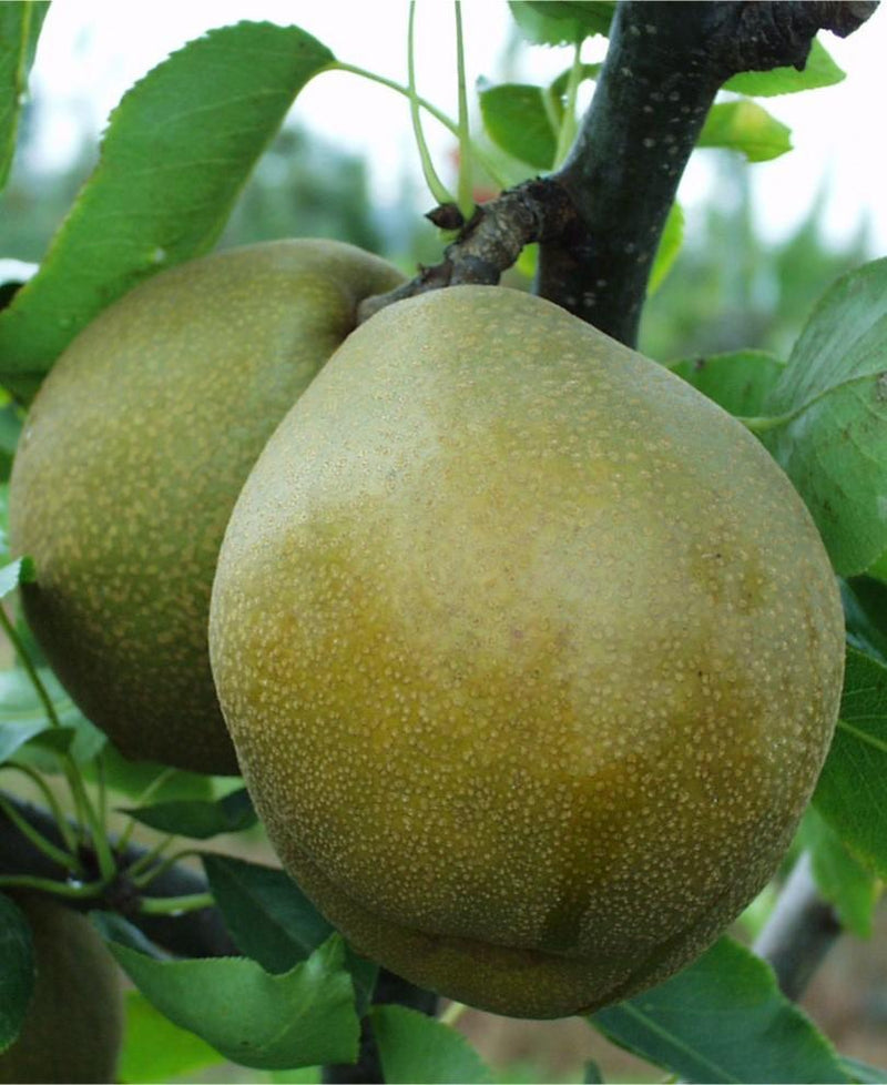 Mishirasu Asian Pear - Raintree Nursery