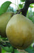 Mishirasu Asian Pear - Raintree Nursery