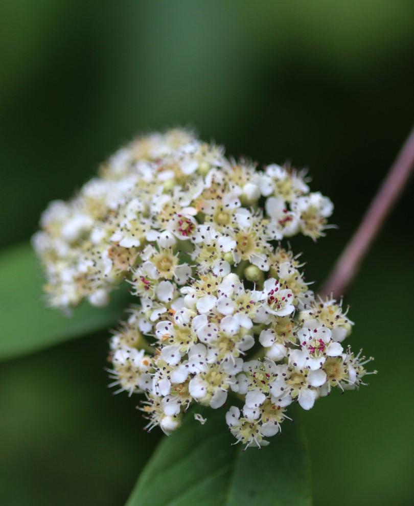 Mountain Ash Plants