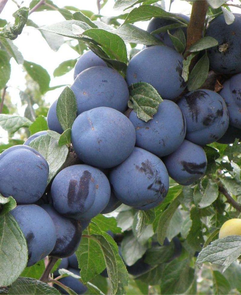 Mount Royal European Plum - Raintree Nursery