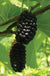 Silk Hope Mulberry - Raintree Nursery
