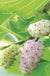 Pakistan White Fruiting Mulberry - Raintree Nursery