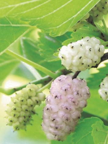 White Fruiting Mulberry - Raintree Nursery