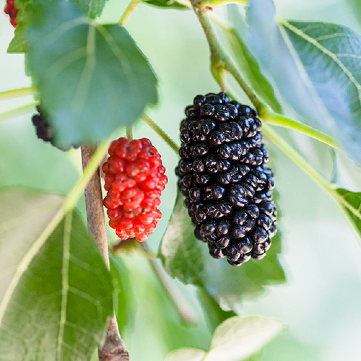 11 Reasons to Plant a Mulberry Tree & Care Guide