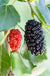 Dwarf Mulberry-Fruit Trees-Raintree Prop-