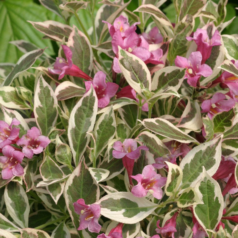 My Monet® Weigela-Ornamentals-Alpha-1 Gallon Pot-