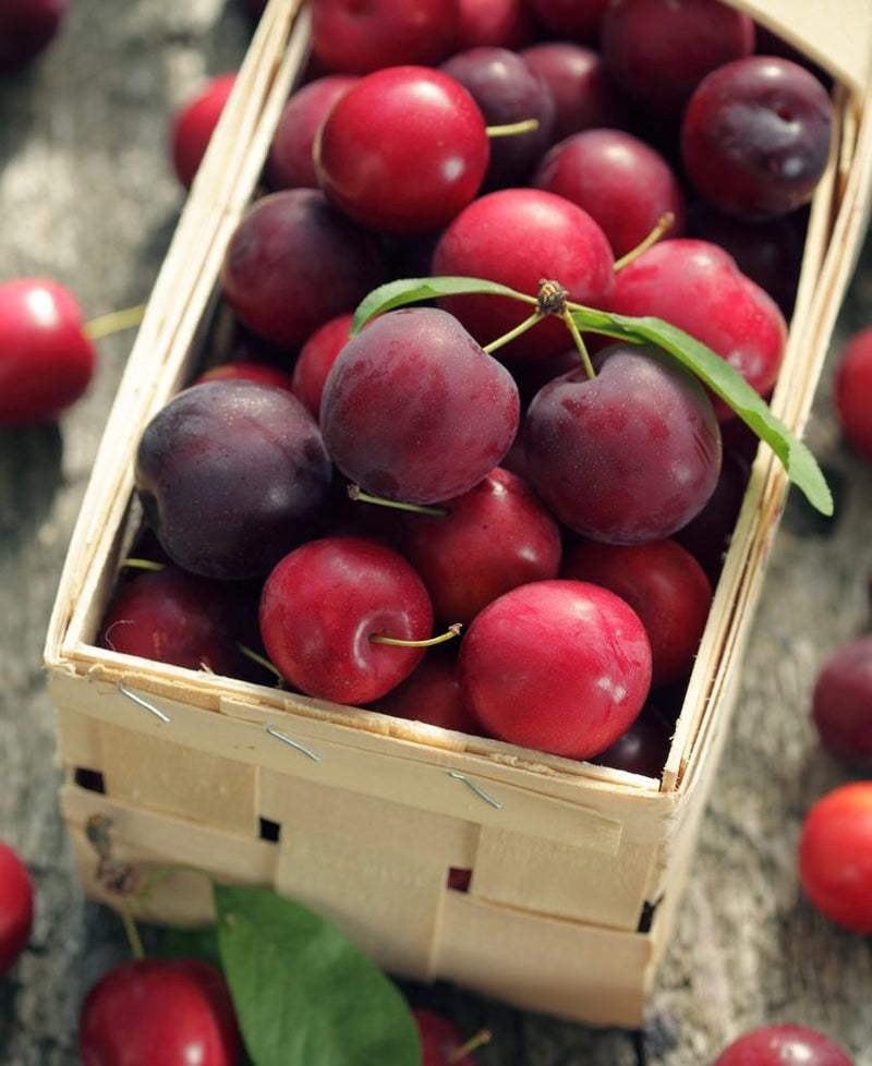 Nadia Cherry Plum - Raintree Nursery