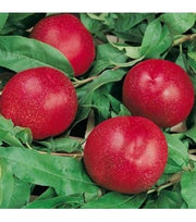 Morton Nectarine-Fruit Trees-North Woods-1 Gallon Pot-