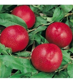 Morton Nectarine-Fruit Trees-North Woods-1 Gallon Pot-